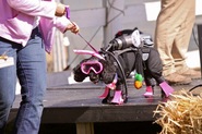 IMG_6465 IMG_6465